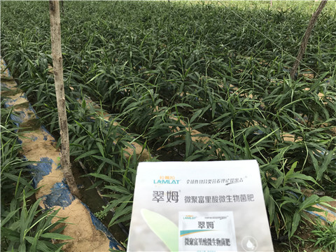 微生物菌劑，翠姆，拉姆拉