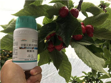 鈣肥，拉姆拉，翠姆