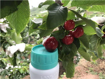 鈣肥，拉姆拉，翠姆