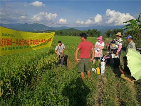 葉面肥，水稻灌漿肥，拉姆拉