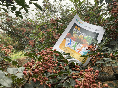 花椒種植，大量元素水溶肥，翠姆