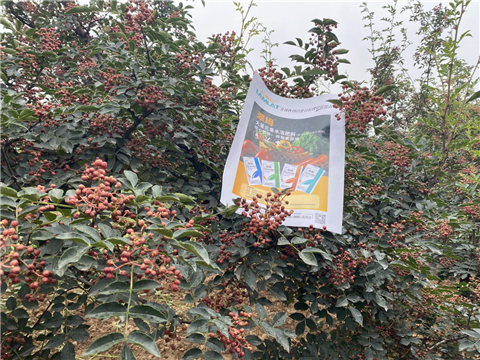 花椒種植，大量元素水溶肥，翠姆