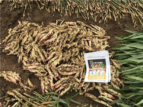 水溶肥，磷酸二氫鉀