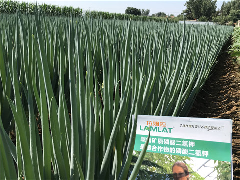 進口水溶肥品牌，拉姆拉，翠姆