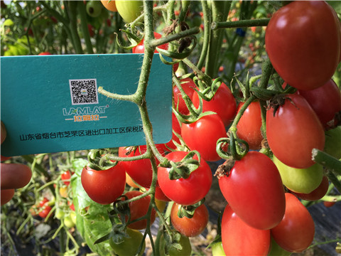 進(jìn)口水溶肥，翠姆，拉姆拉