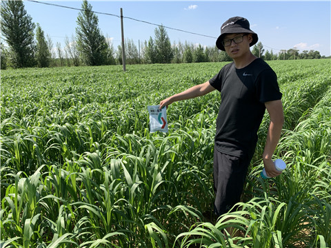 磷酸二氫鉀，拉姆拉，翠姆