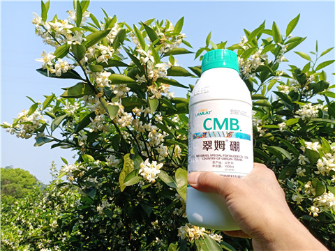 硼肥，拉姆拉，翠姆