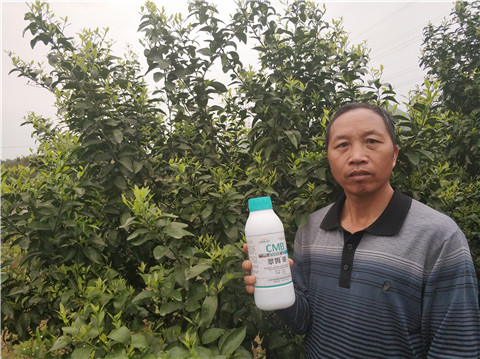 硼肥，拉姆拉，翠姆