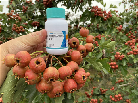 葉面肥，翠姆，拉姆拉