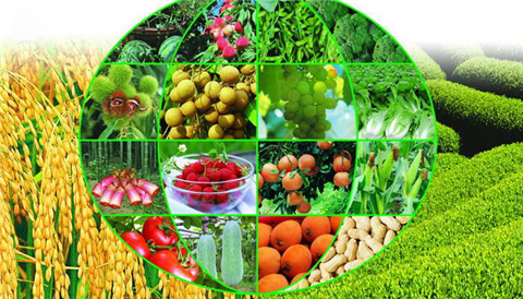 水溶肥，拉姆拉，翠姆