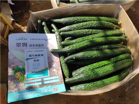 葉面肥，安碧解，除草劑藥害