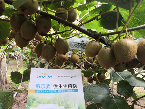 微生物菌劑，生根劑，伯示麥，拉姆拉