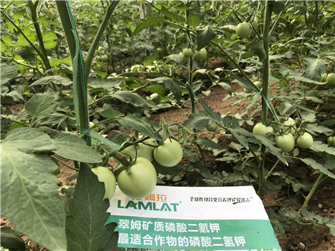 磷酸二氫鉀，拉姆拉，翠姆