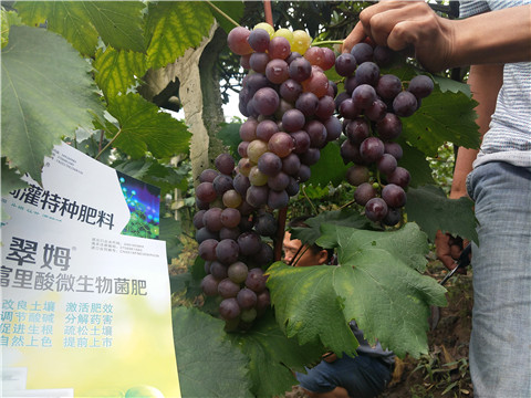 微生物菌劑，拉姆拉，翠姆