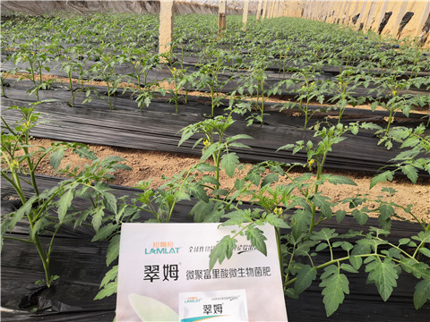 水溶肥，拉姆拉，翠姆