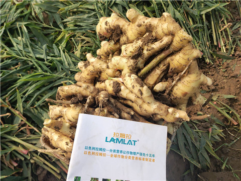 水溶肥，拉姆拉，翠姆