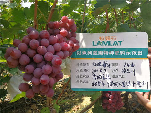 進口水溶肥，拉姆拉，翠姆