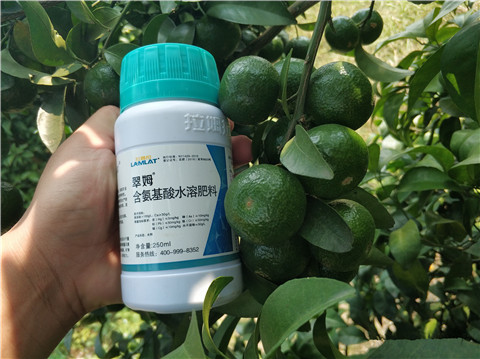 葉面肥，拉姆拉，翠姆