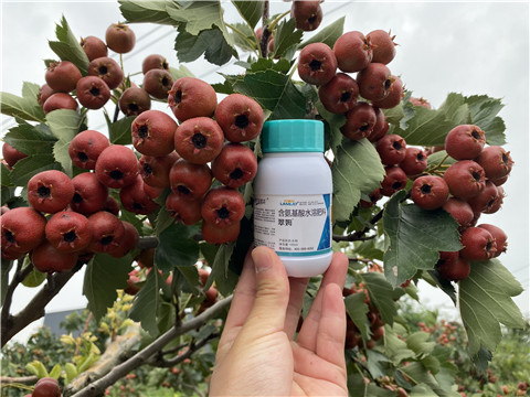 葉面肥，拉姆拉，翠姆