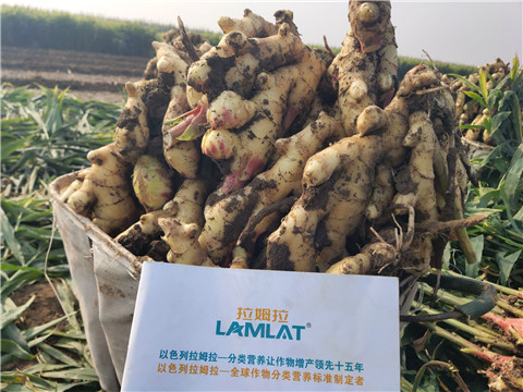 進(jìn)口水溶肥，拉姆拉，翠姆