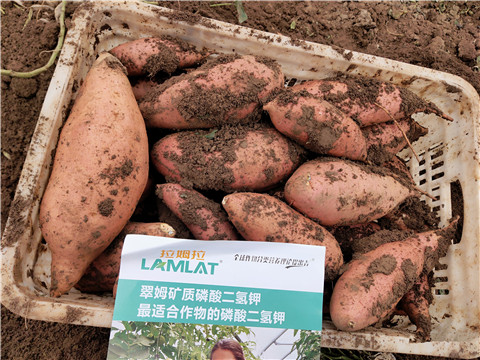 進(jìn)口水溶肥，拉姆拉，翠姆