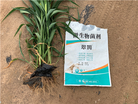 微生物菌劑，拉姆拉，翠姆