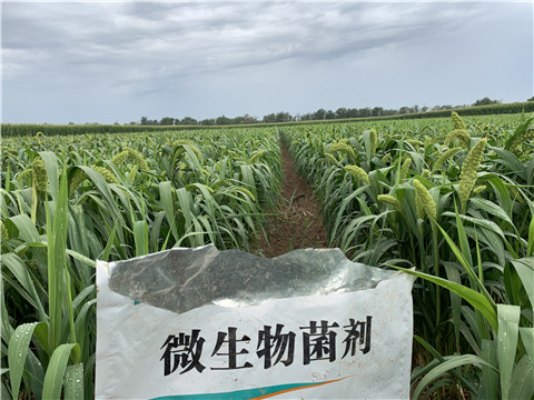 微生物菌劑，拉姆拉，翠姆