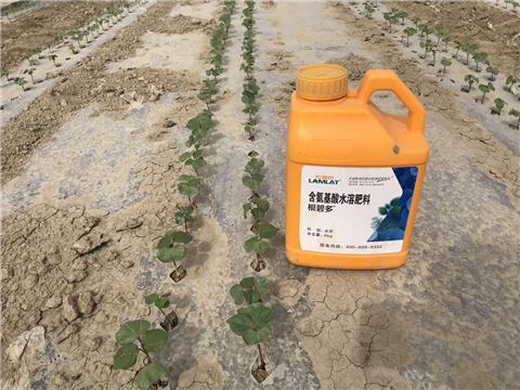水溶肥，拉姆拉，翠姆