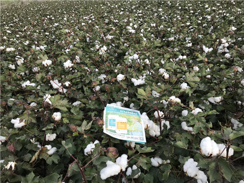 水溶肥，拉姆拉，翠姆