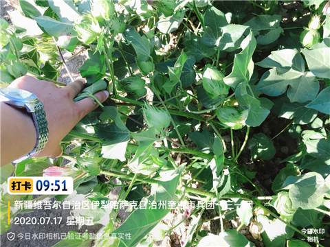 水溶肥，拉姆拉，翠姆