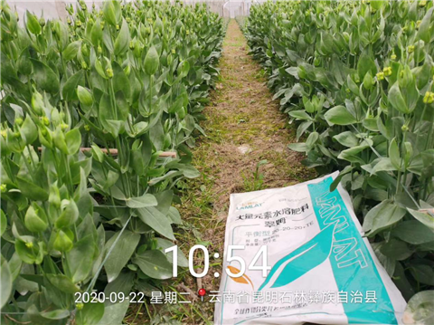 大量元素水溶肥，拉姆拉，翠姆