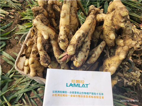 水溶肥，拉姆拉，翠姆