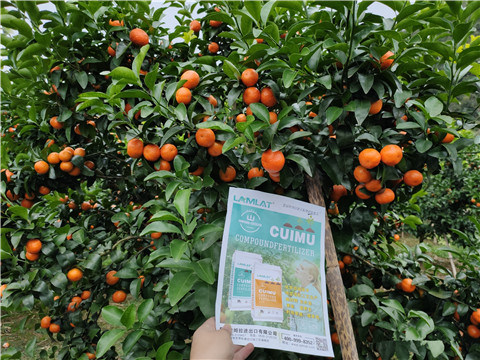 顆粒水溶肥，拉姆拉，翠姆