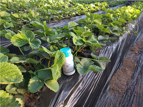 葉面肥，拉姆拉，翠姆