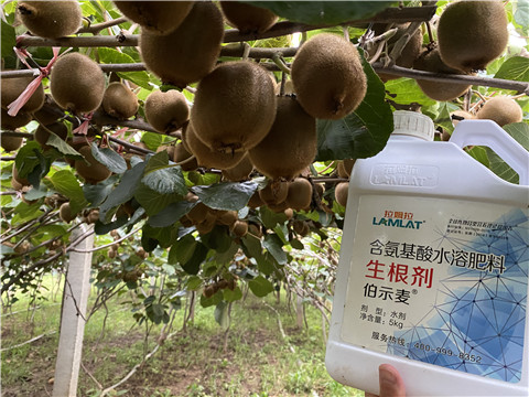 進口水溶肥，拉姆拉，伯示麥