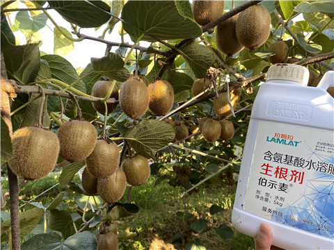 進口水溶肥，拉姆拉，伯示麥