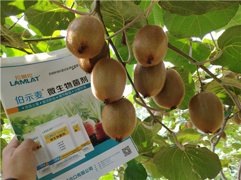 進口水溶肥，拉姆拉，伯示麥