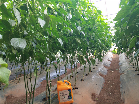 滴灌肥，拉姆拉，翠姆