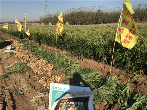 水溶肥，拉姆拉，翠姆