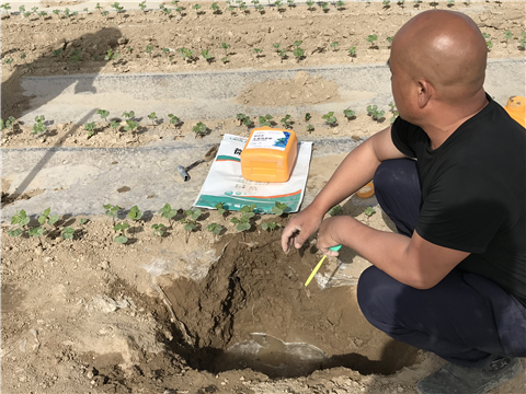 水溶肥，拉姆拉，翠姆