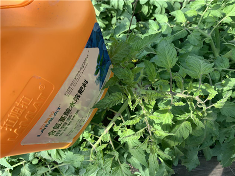 水溶肥，拉姆拉，翠姆