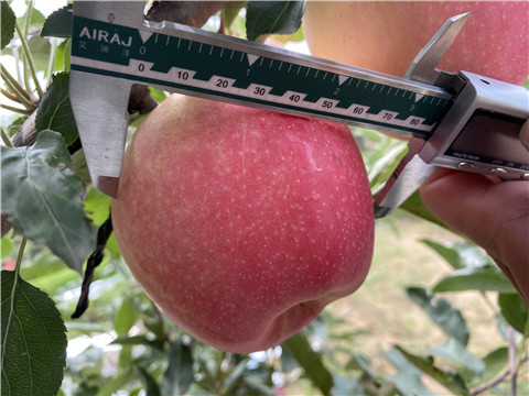 大量元素水溶肥，拉姆拉，翠姆