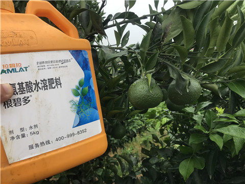 水溶肥，拉姆拉，翠姆