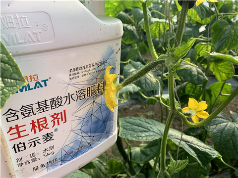 水溶肥，拉姆拉，伯示麥