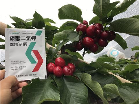 水溶肥，拉姆拉，翠姆