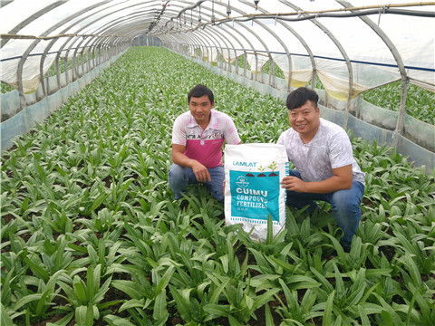 水溶肥，拉姆拉，翠姆