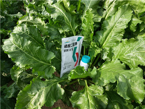 水溶肥，拉姆拉，翠姆