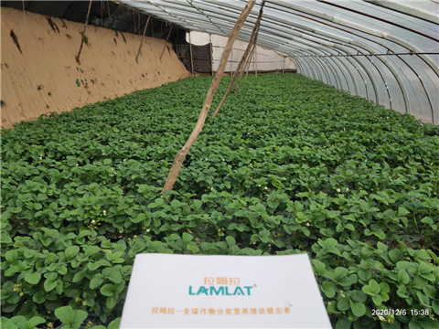 水溶肥，拉姆拉，翠姆