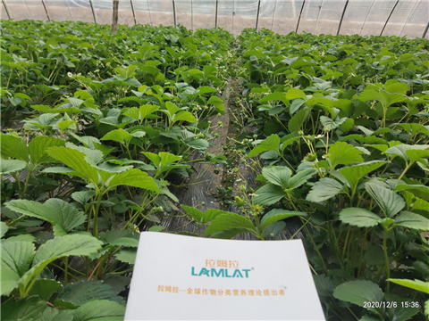 水溶肥，拉姆拉，翠姆