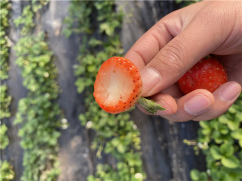 水溶肥，拉姆拉，翠姆